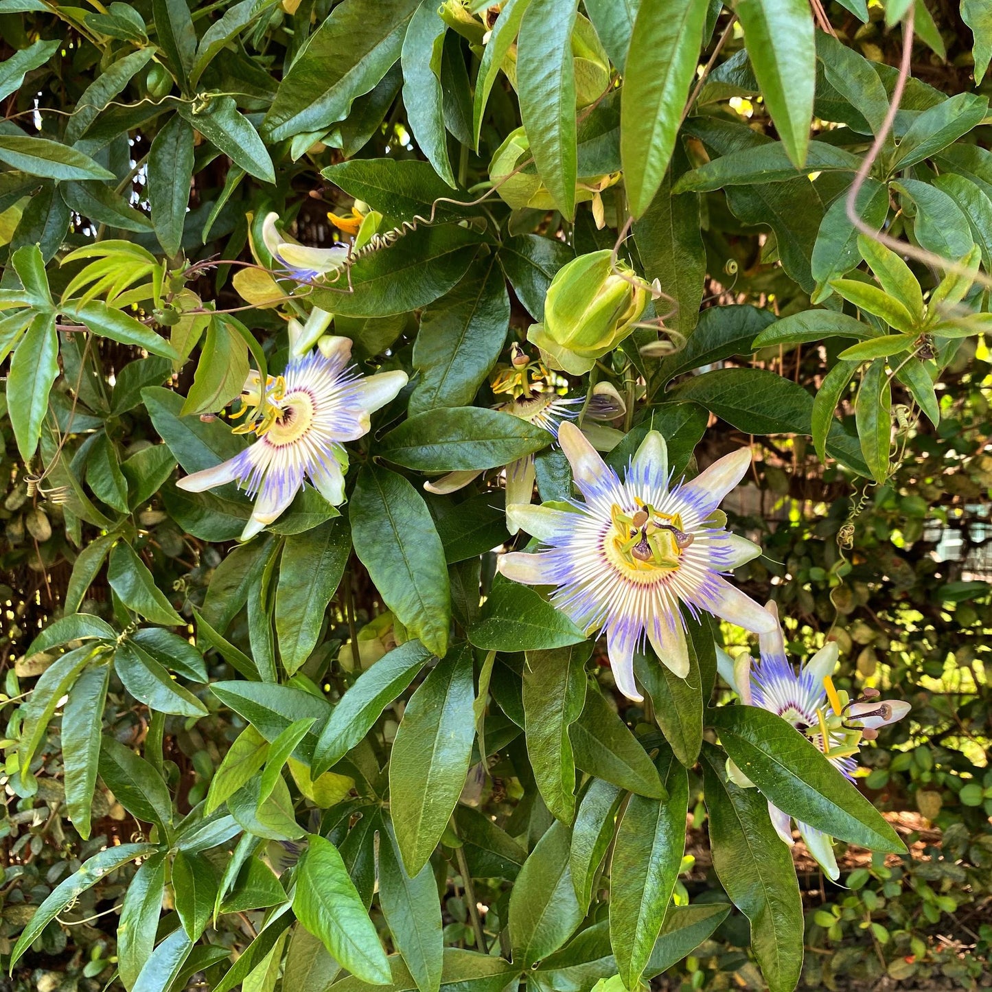 Passiflora caerulea β Passiebloem | Set van 2 planten | Γ11 cm | β40 cm | Weinig onderhoud