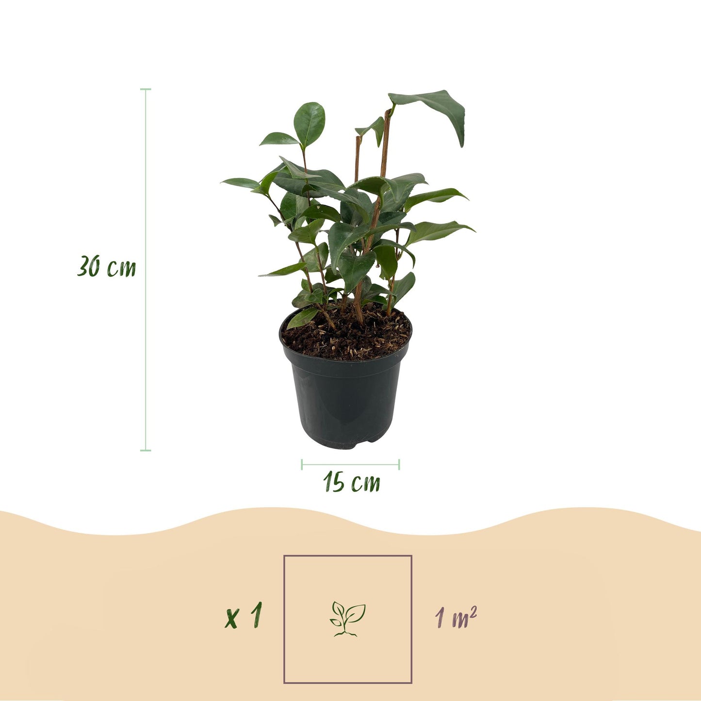Camelia japonica ‘Tricolour’ – Heesters | Set van 3 planten | Ø15 cm | ↕30 cm | Voor ±1 m² | Groenblijvend