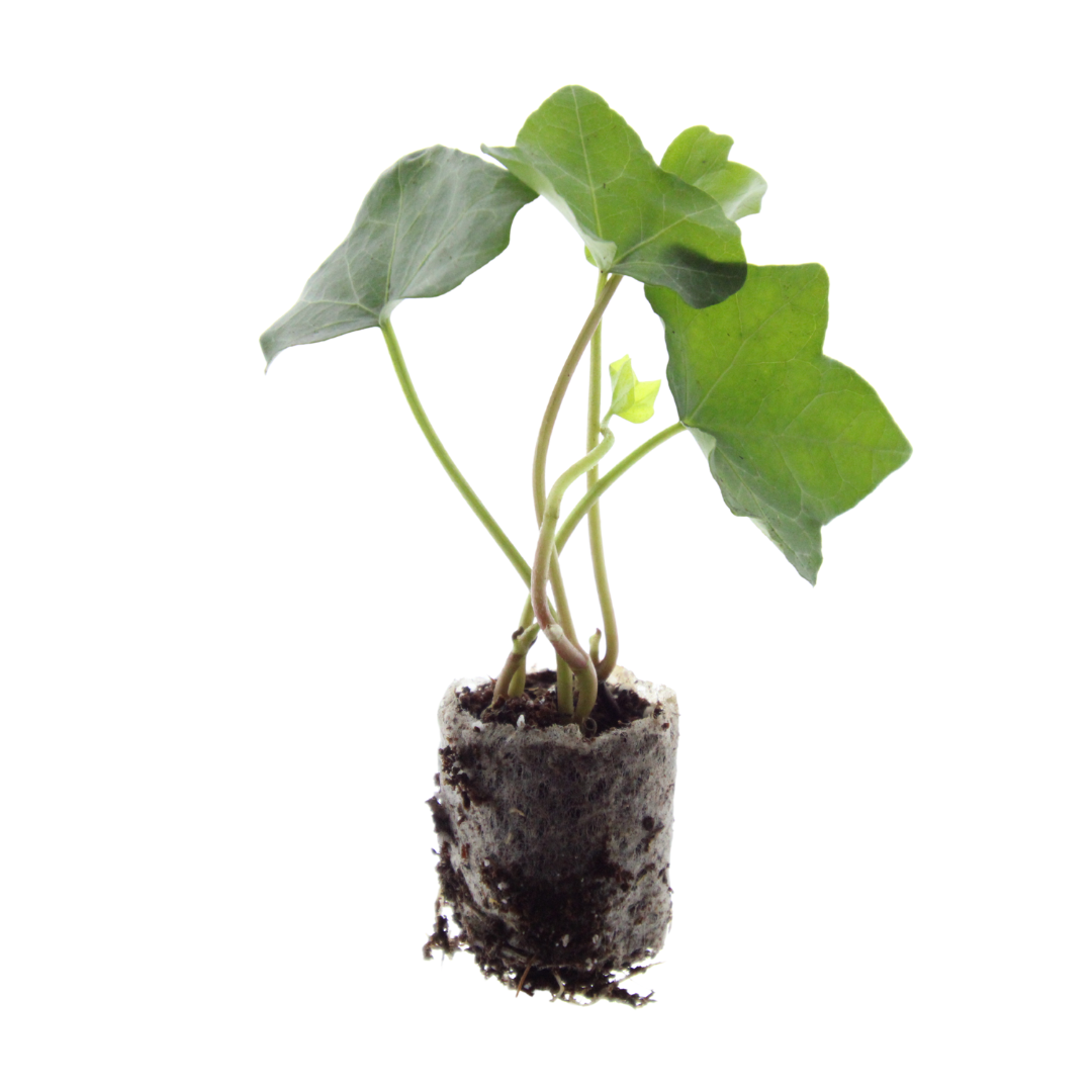 🪴 1. Groen voor Beginners Set