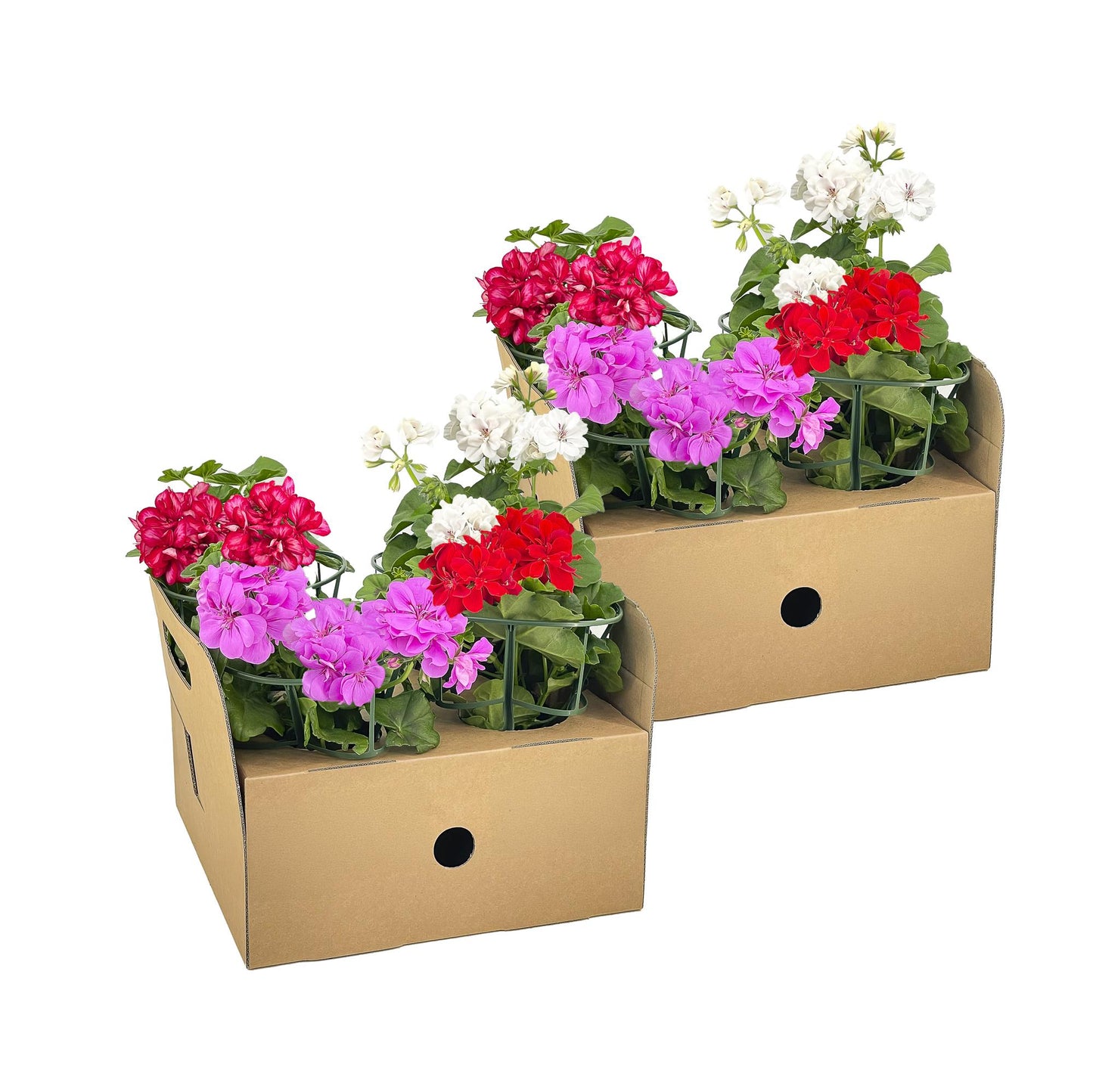 Pelargonium peltatum Weiß Ø12 cm - ↕20 cm