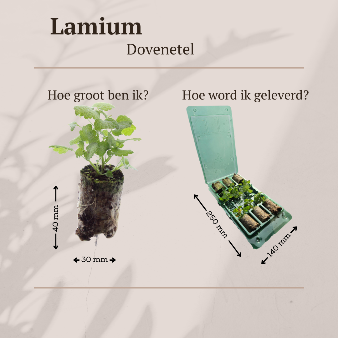 🪴 1. Groen voor Beginners Set