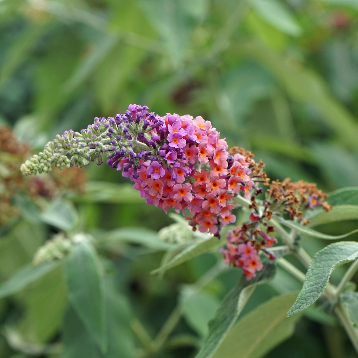Buddleja davidii ‘Flower Power’ – Vlinderstruik | Set van 3 planten | Ø17 cm | ↕30 cm