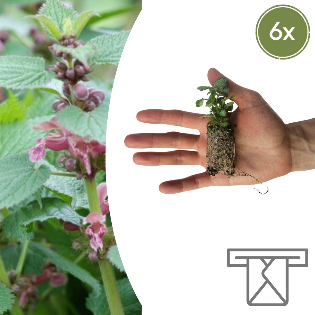 Lamium – 6 Plugplanten | Kweek & Geniet van een Prachtige Bodembedekker