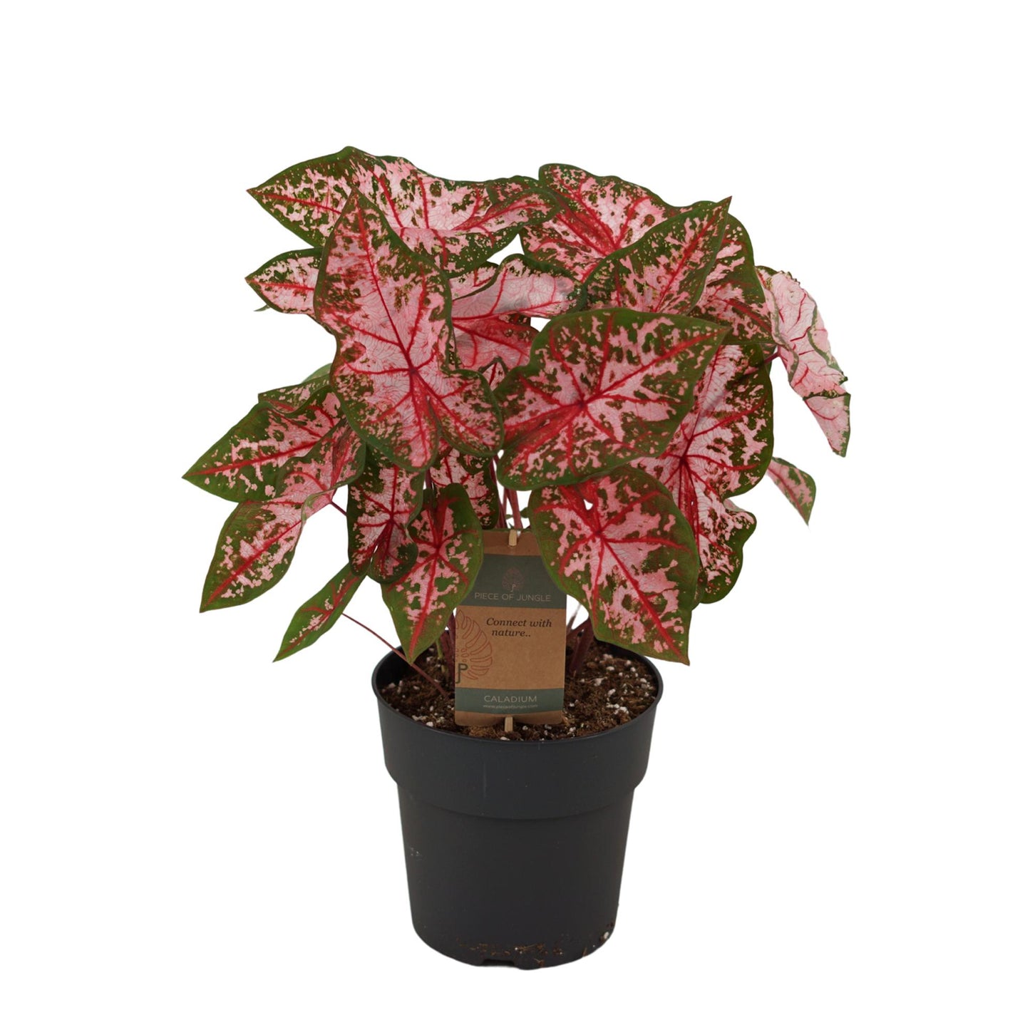Caladium Carolyn Whorton - 60 cm - Ø21cm