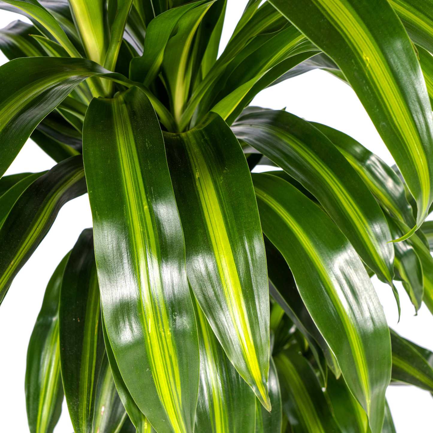 Dracaena Deremensis Hawaiian Sunshine Ø21cm - ↕90 - 110cm