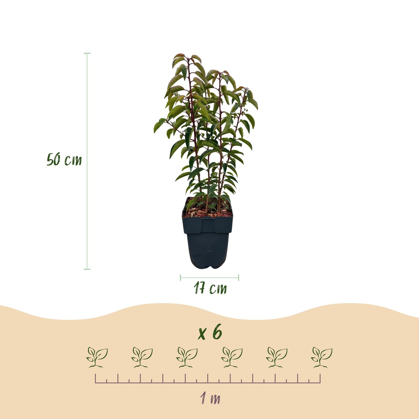 Prunus lusitanica ‘Angustifolia’ – Haagplant | Set van 6 planten | Ø17 cm | ↕50 cm | Voor ±1 meter haag | Groenblijvend