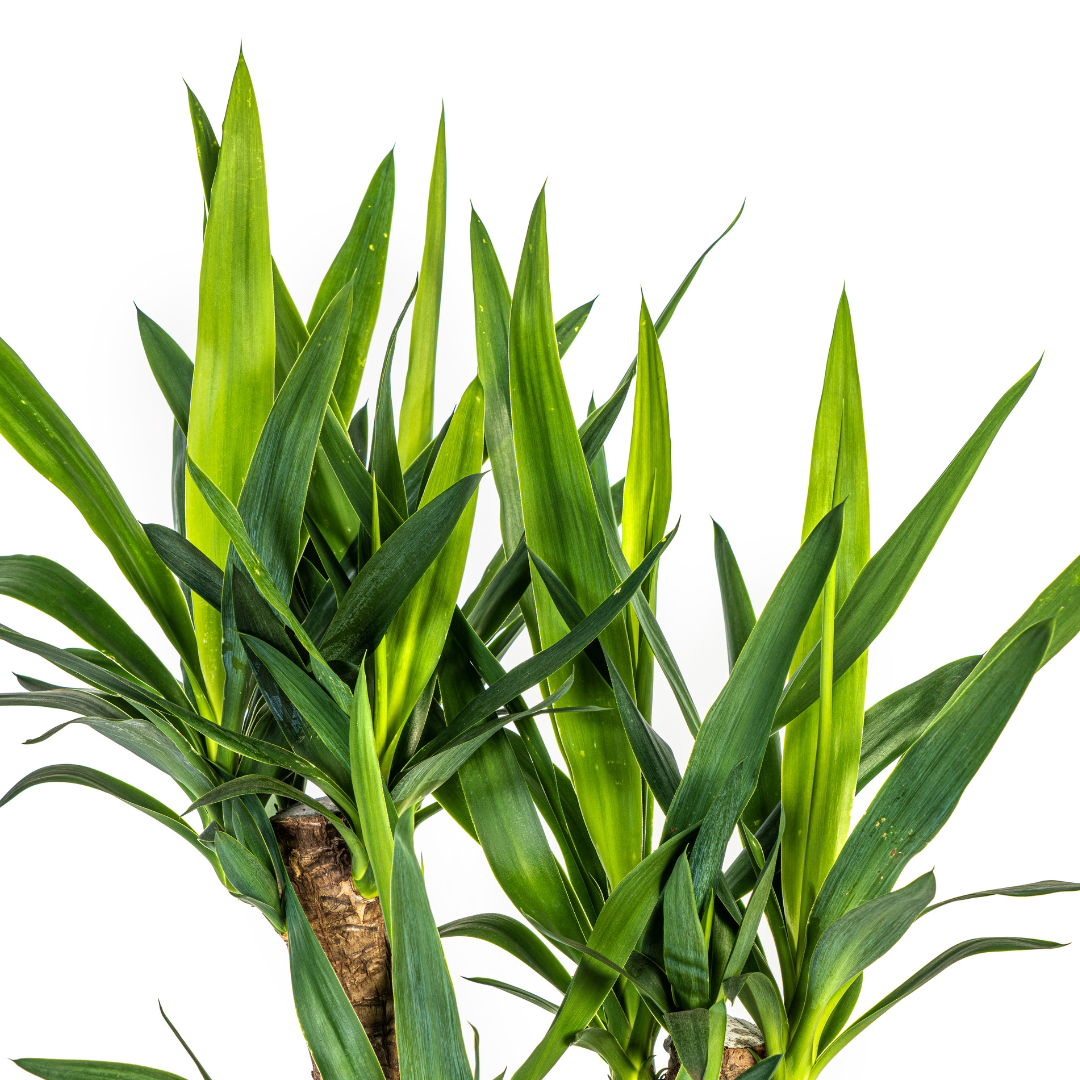 Yucca Elephantipes Vertakt Γ21cm - β60 - 70cm