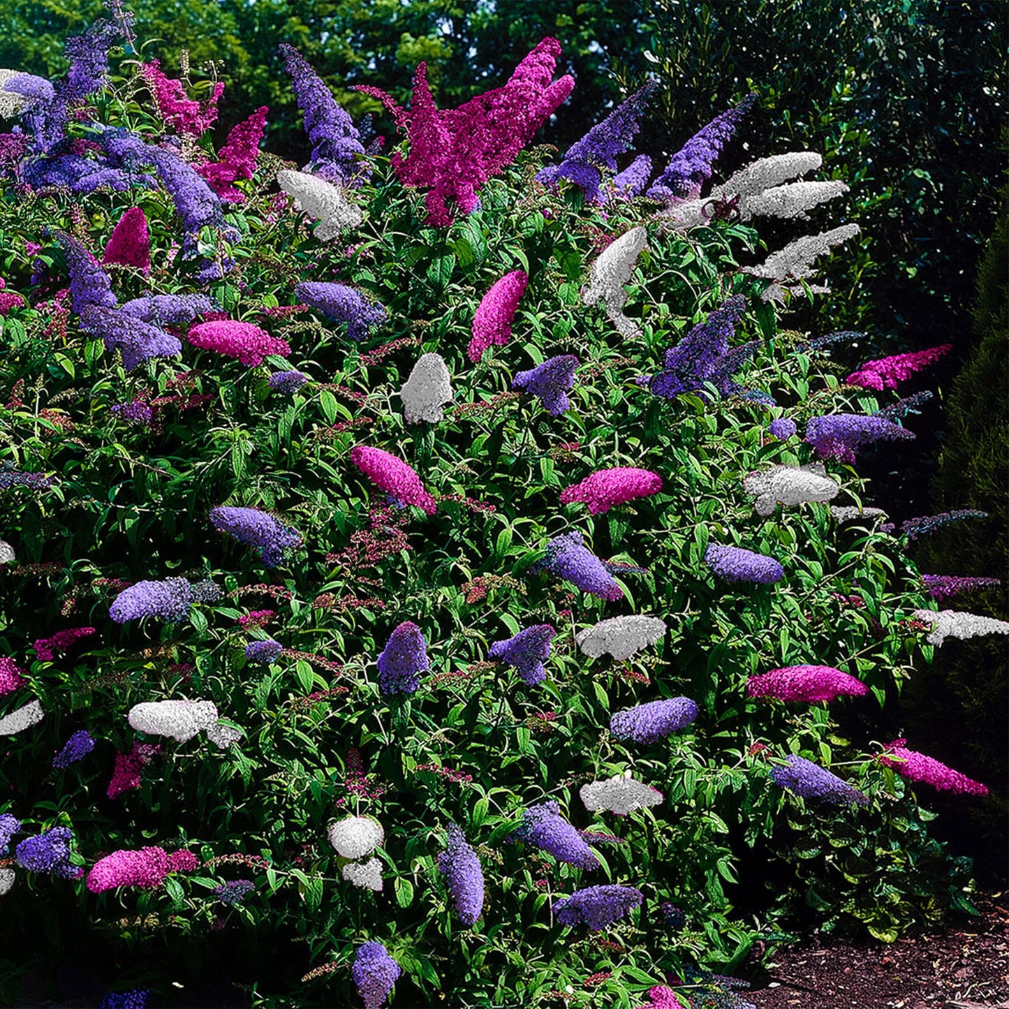 Buddleja davidii ‘Tricolour’ – Vlinderstruik | Set van 3 planten | Ø17 cm | ↕30 cm