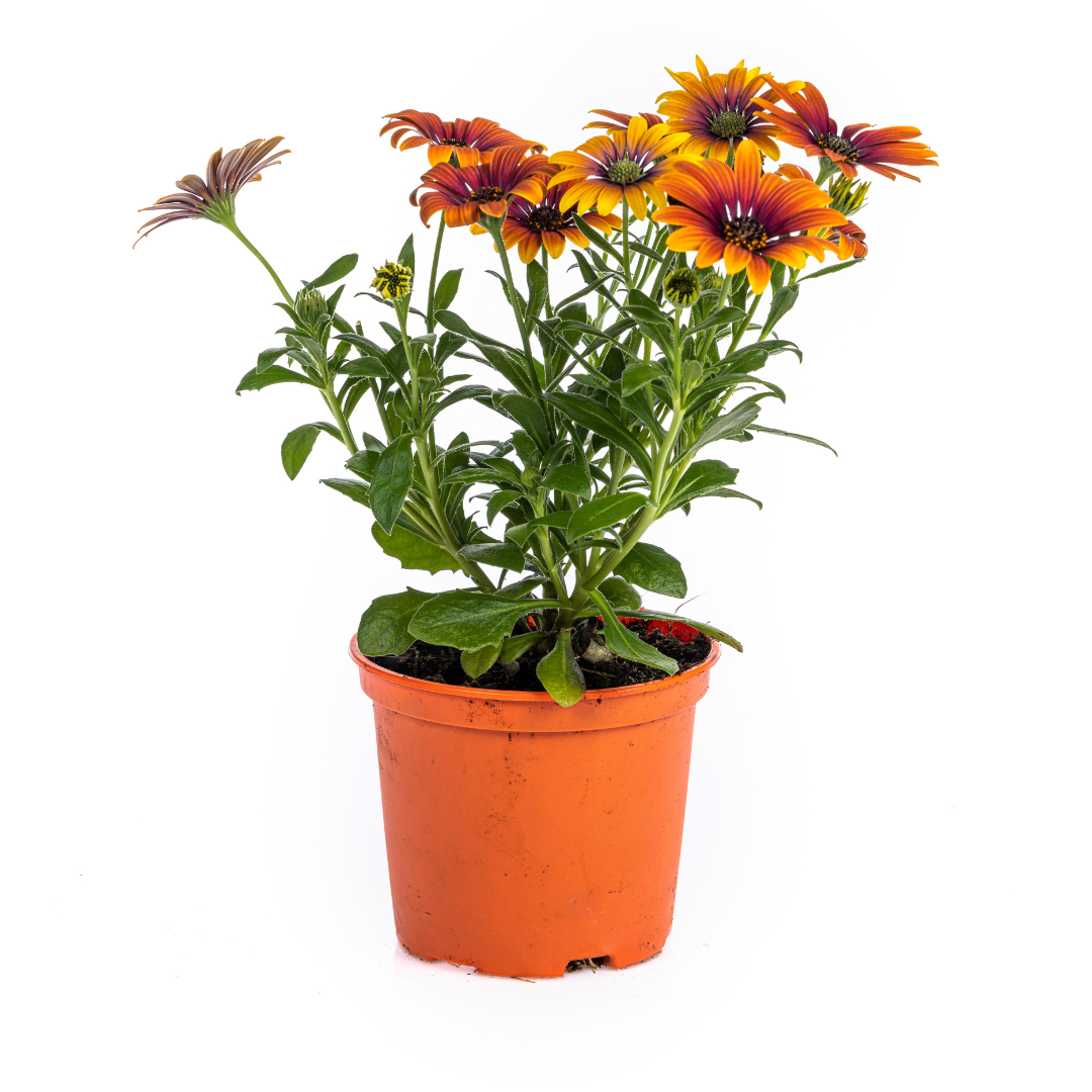 Osteospermum ecklonis Mix β Γ12 cm | β20 cm (Set van 8 planten)