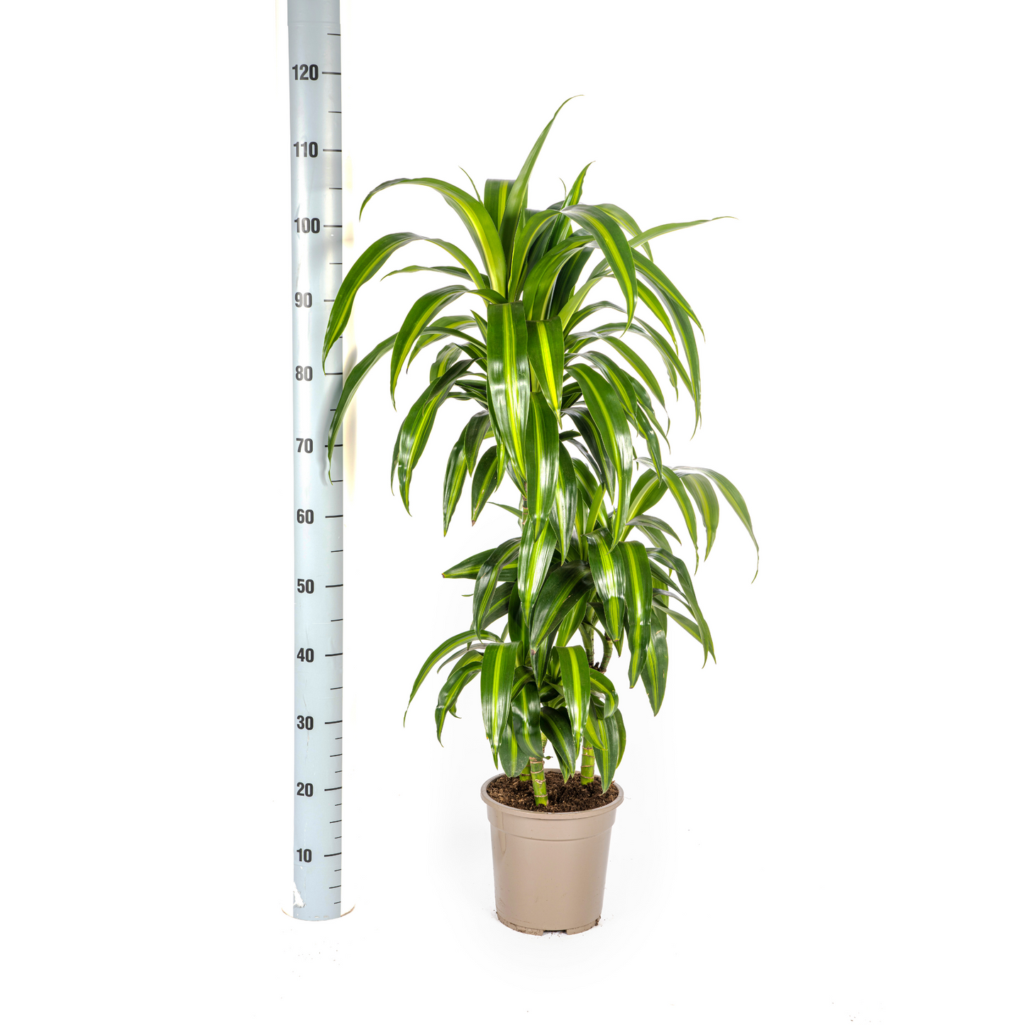 Dracaena Deremensis Hawaiian Sunshine Ø21cm - ↕90 - 110cm
