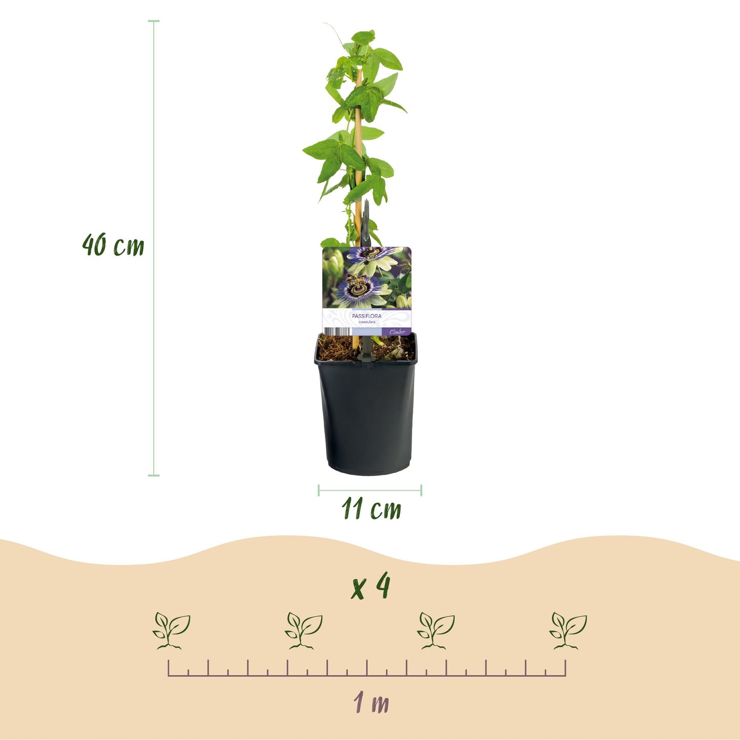 Passiflora caerulea β Passiebloem | Set van 2 planten | Γ11 cm | β40 cm | Weinig onderhoud