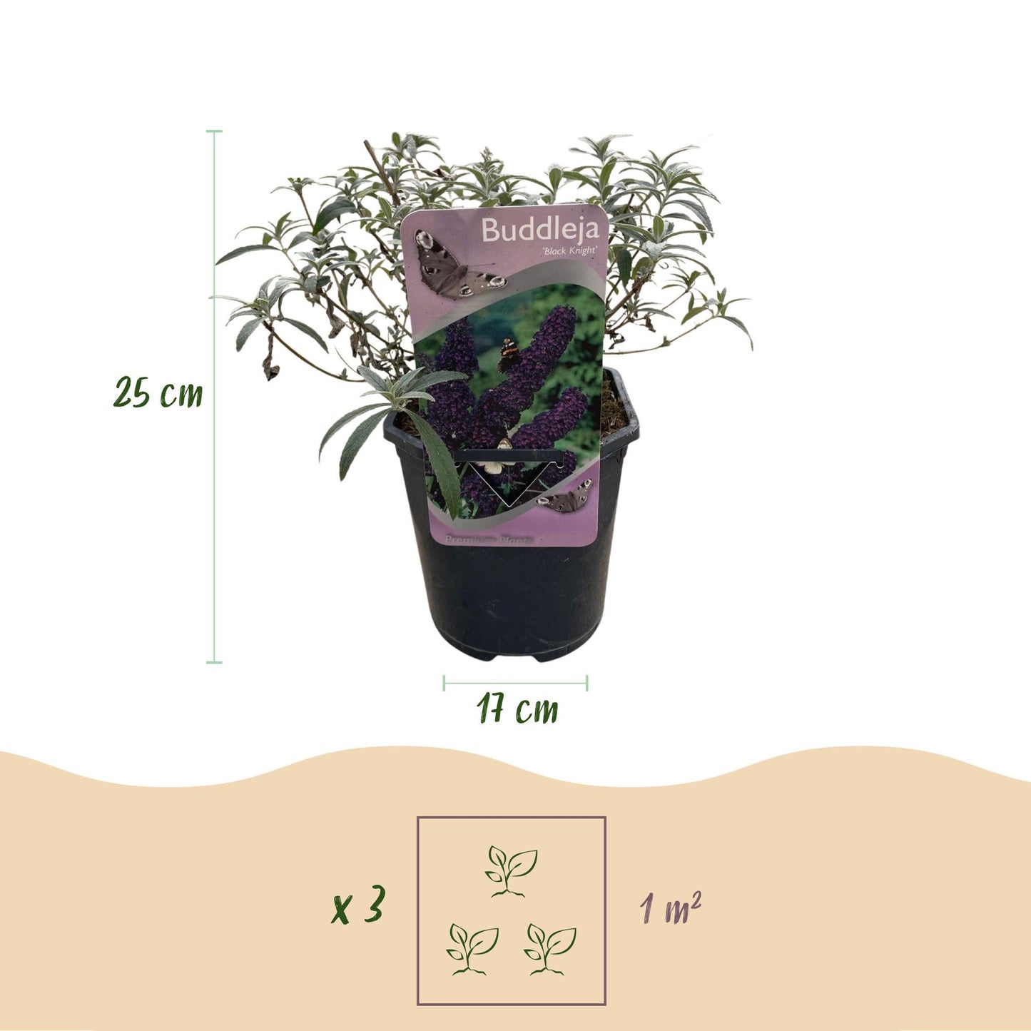 Buddleja davidii ‘Black Night’ – Vlinderstruik | 1 Plant | Ø17 cm | ↕25 cm