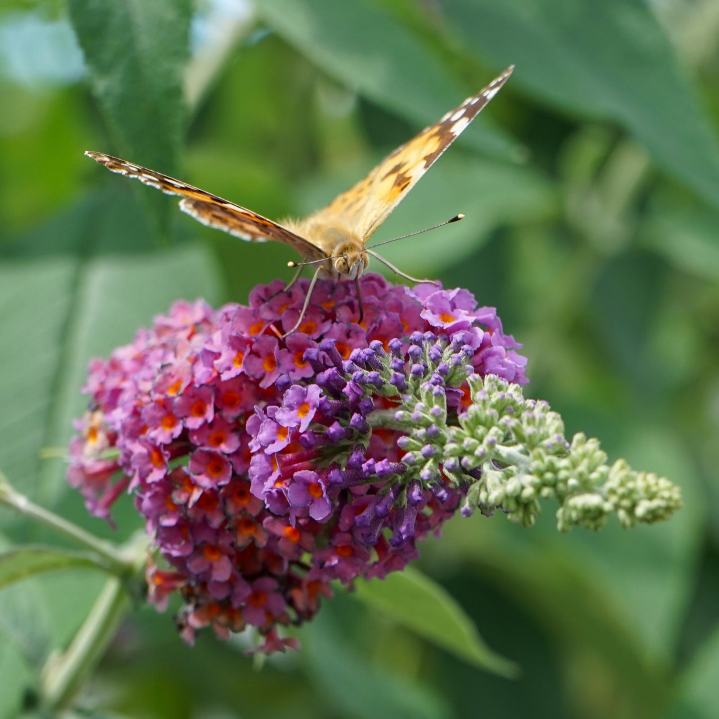 Buddleja davidii ‘Flower Power’ – Vlinderstruik | Set van 3 planten | Ø17 cm | ↕30 cm