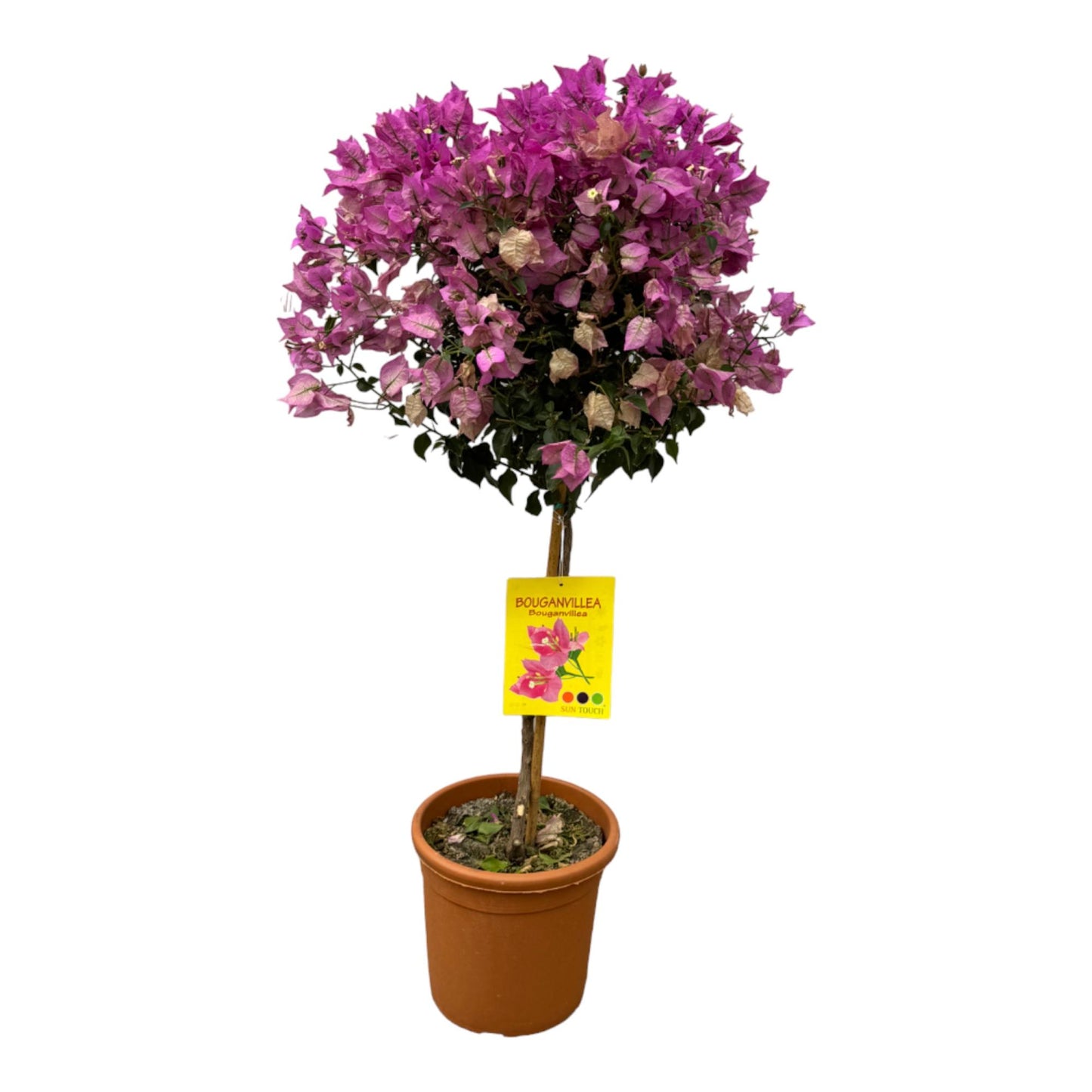 Bougainvillea op stam โ 110 cm hoog | ร21 cm | Terrasplant | Mediterrane sfeer