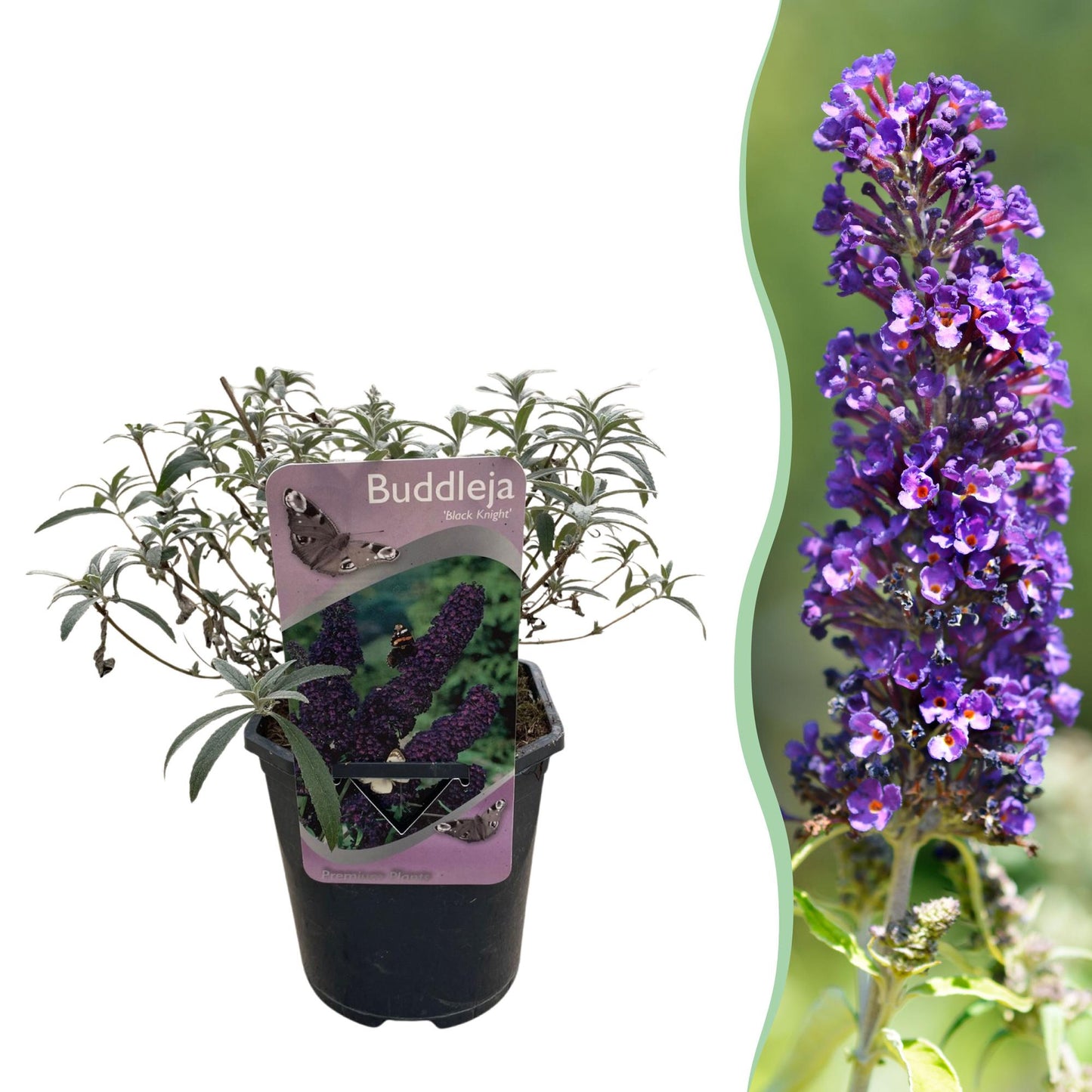 Buddleja davidii ‘Black Night’ – Vlinderstruik | 1 Plant | Ø17 cm | ↕25 cm