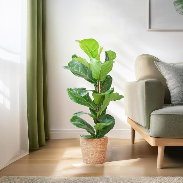 Ficus Lyrata met Mand - 80cm - Ø21