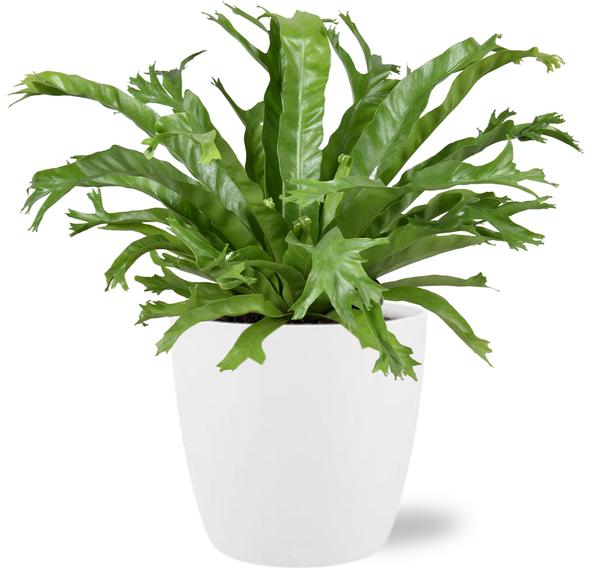Asplenium Nidus Crissie - Ø17cm - ↕40cm/45cm+ Pot Brussels D18x17cm - Wit