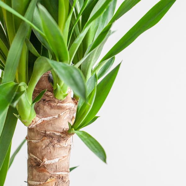 Dracaena Janet Lindt met Pot/mand