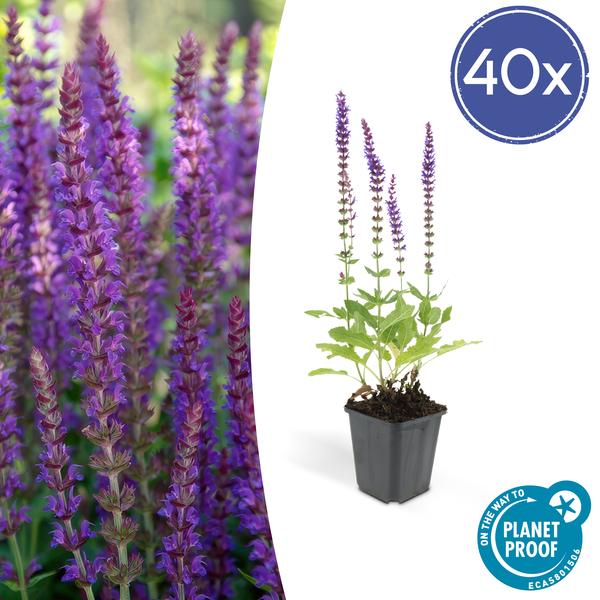 Salvia nem. 'Ostfriesland' - ↕10-25cm - Ø9cm