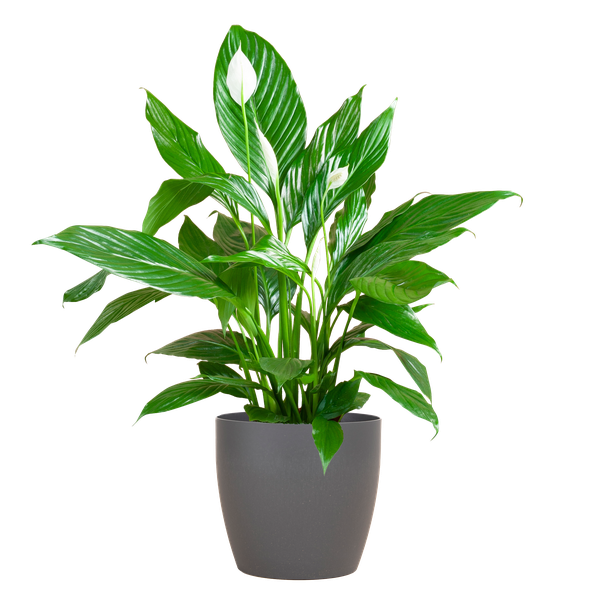 Spathiphyllum met Viber wit - 80cm - Ø21