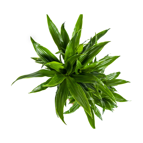 Dracaena Deremensis Green Jewel Ø19cm - ↕70 - 90cm