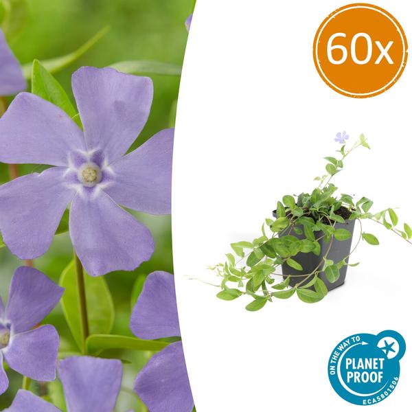 Vinca minor - ↕10-25cm - Ø9cm