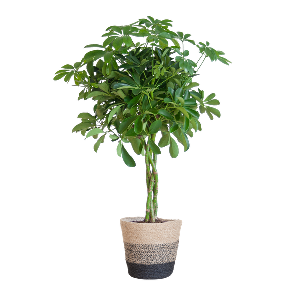 Schefflera Arab Nora met pot/mand - 70cm - Ø21