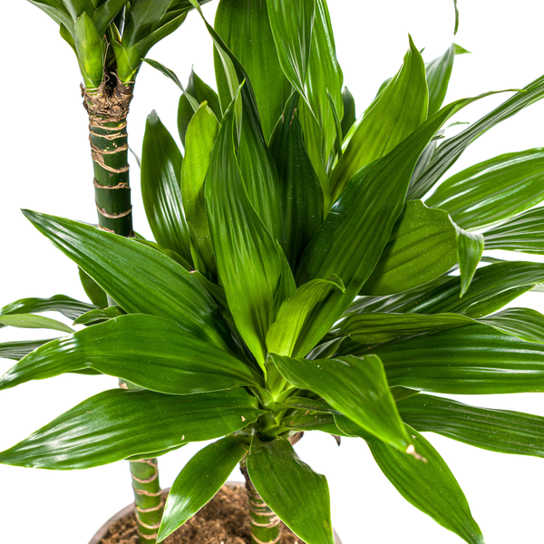 Dracaena Deremensis Green Jewel Ø19cm - ↕70 - 90cm
