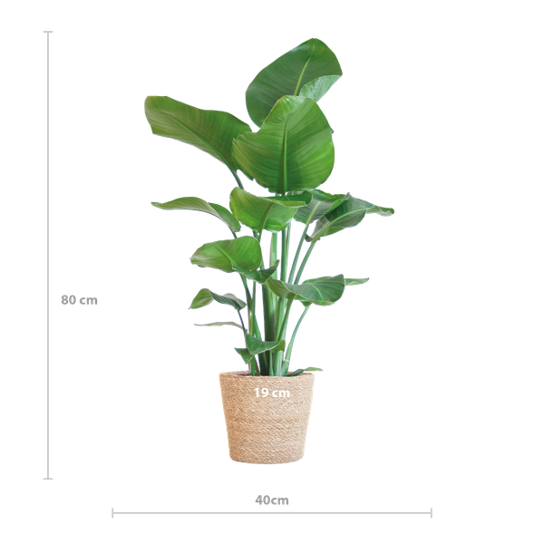 Strelitzia Nicolai met Mand/pot