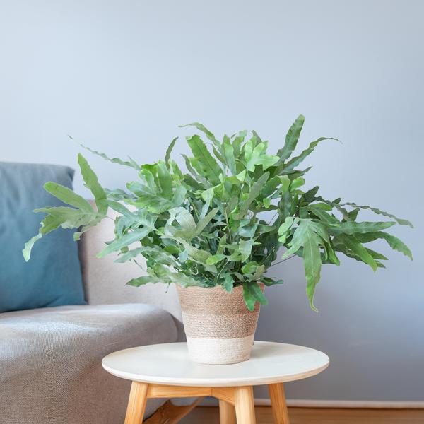 Phlebodium Aureum 'Blue Star' met Mand - 40cm - Ø17