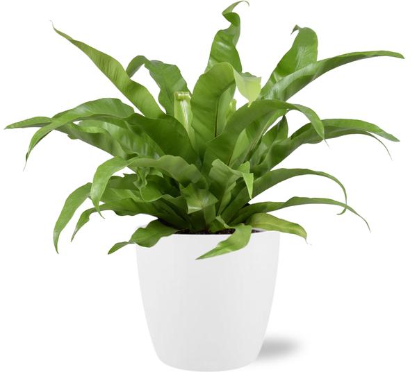 Asplenium Nidus Crissie - Ø17cm - ↕40cm/45cm+ Pot Brussels D18x17cm - Wit
