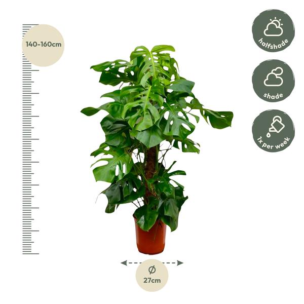 Monstera Deliciosa XXL