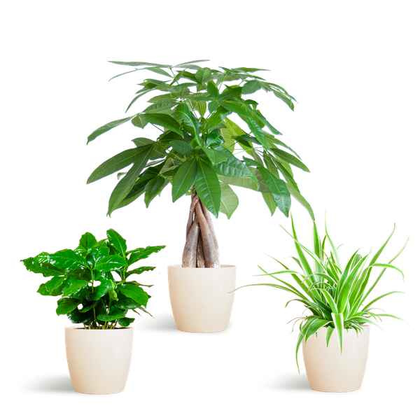 Diervriendelijke Plantenbox - klein - Ø12