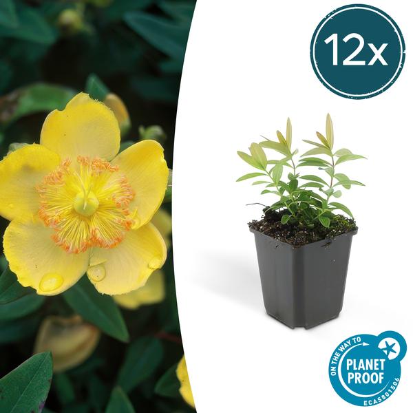 Hypericum calycinum - ↕10-25cm - Ø9cm
