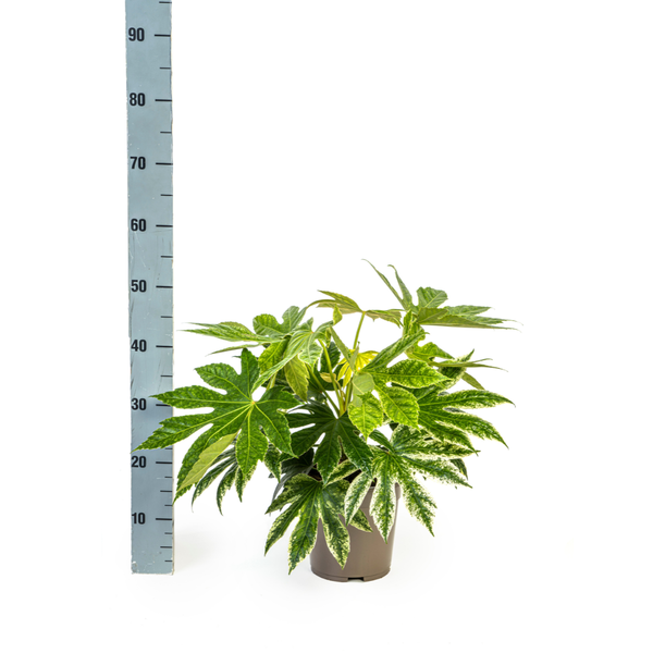 Fatsia Japonica Spider's Web Ø19cm - ↕45cm