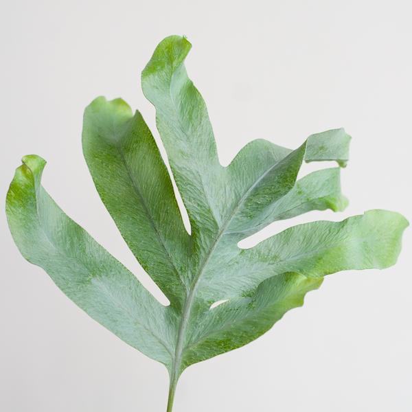 Phlebodium Aureum 'Blue Star' met Mand - 40cm - Ø17