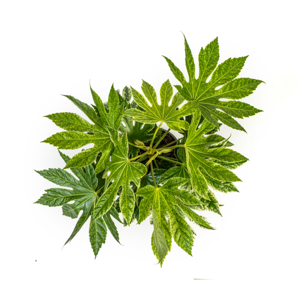 Fatsia Japonica Spider's Web Ø19cm - ↕45cm