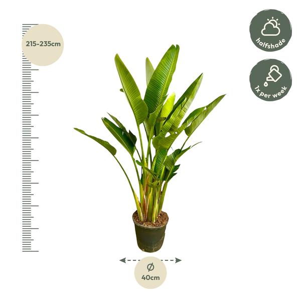 Strelitzia Augusta multi stam XXL