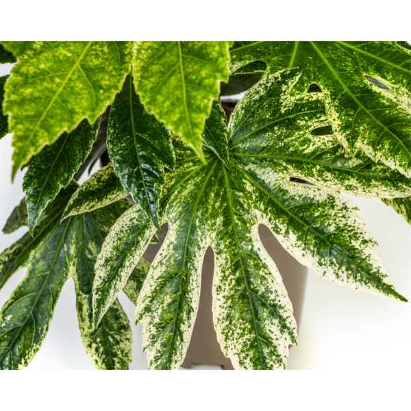 Fatsia Japonica Spider's Web Ø19cm - ↕45cm