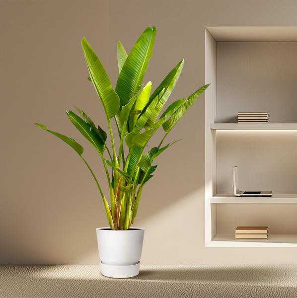 Strelitzia Augusta multi stam XXL