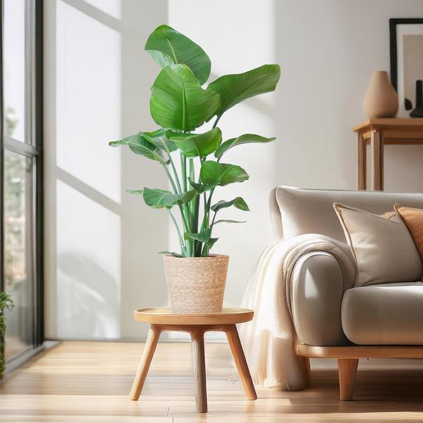 Strelitzia Nicolai met Mand/pot