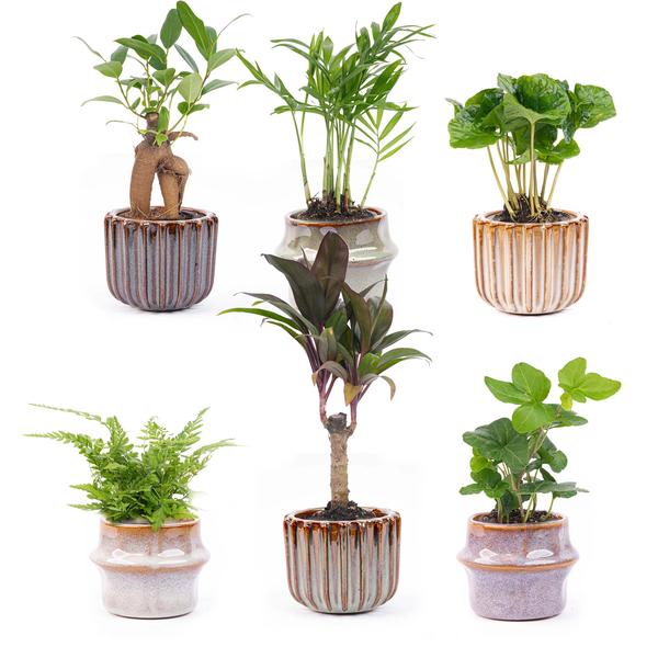 Mini planten set 6 - Inclusief 6x pot