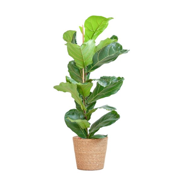 Ficus Lyrata met Mand - 80cm - Ø21