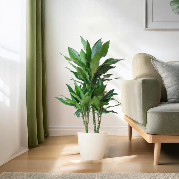 Dracaena Janet Lindt met Pot/mand