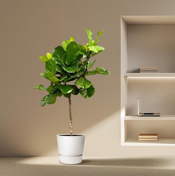 Ficus Lyrata boom XXL