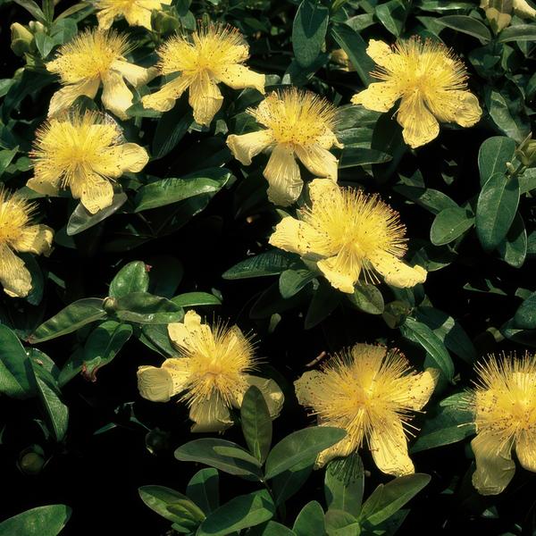 Hypericum calycinum - ↕10-25cm - Ø9cm