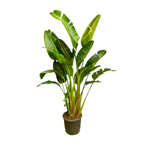 Strelitzia Augusta multi stam XXL