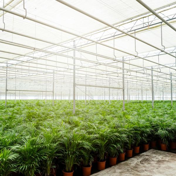 Areca met mand - ↨130cm - Ø24cm