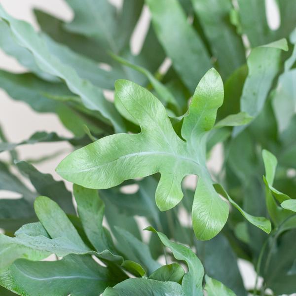 Phlebodium Aureum 'Blue Star' met Mand - 40cm - Ø17