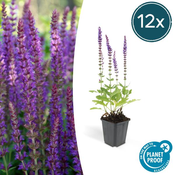 Salvia nem. 'Ostfriesland' - ↕10-25cm - Ø9cm